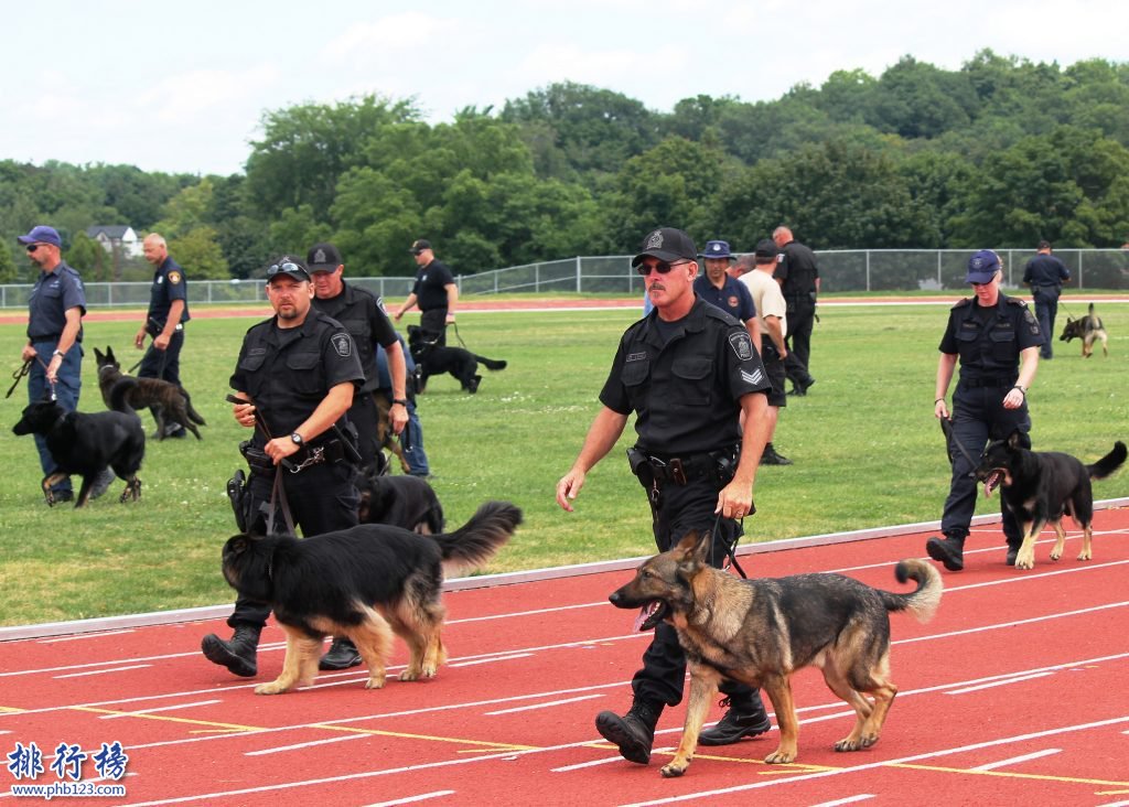 十大忠诚的狗排名:保护主人意识最强,养它们没错!