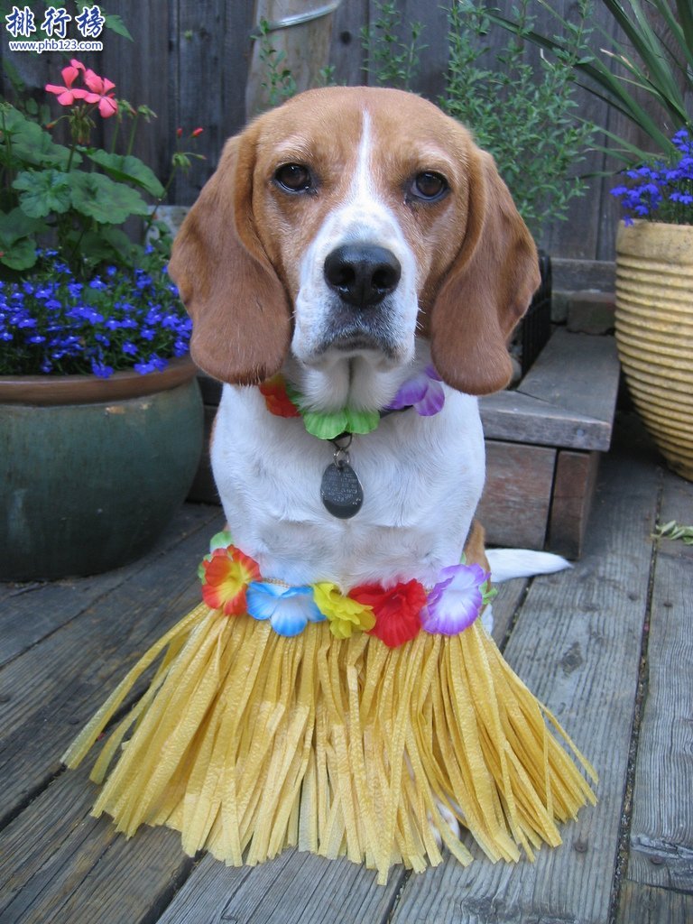 十大忠诚的狗排名:保护主人意识最强,养它们没错!