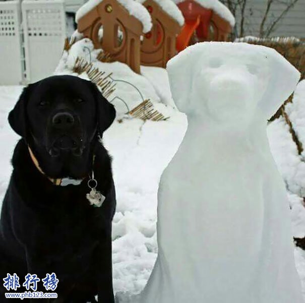 十大忠诚的狗排名:保护主人意识最强,养它们没错!