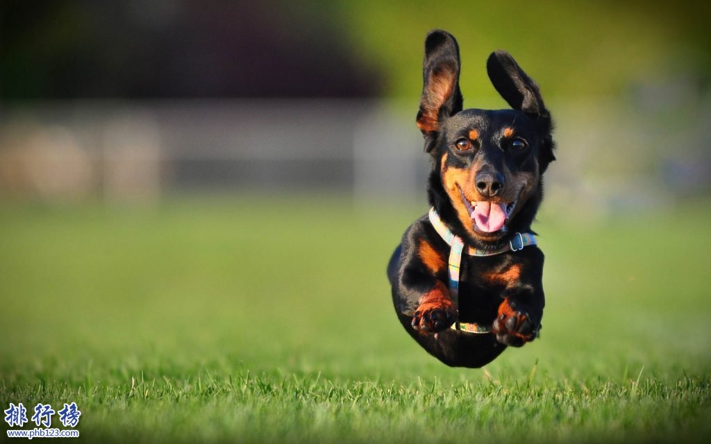 十大忠诚的狗排名:保护主人意识最强,养它们没错!