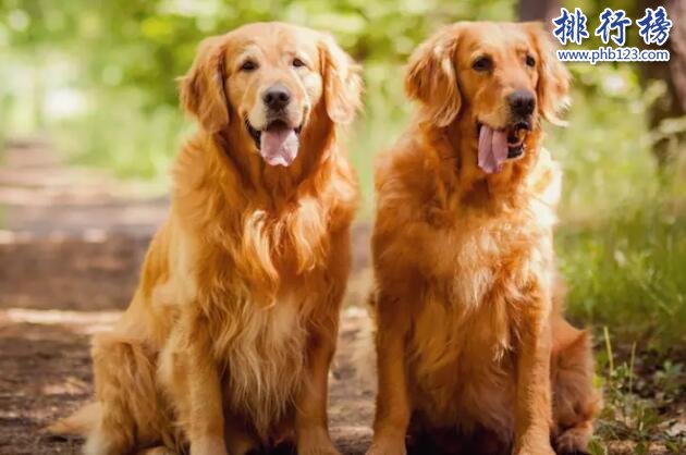 十大忠诚的狗排名:保护主人意识最强,养它们没错!