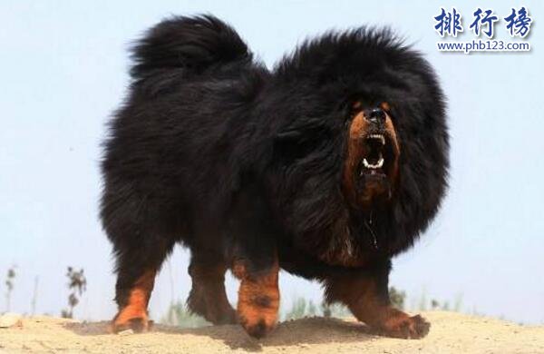 世界上最贵的宠物排名,一只鸡售价竟高达597万