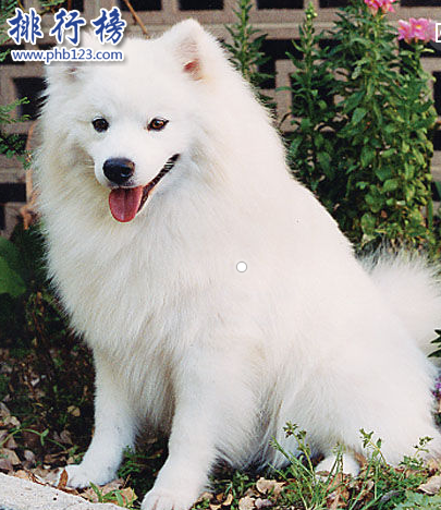 世界十大可爱温顺狗狗排名,聪明温顺适合家养的狗有哪些？