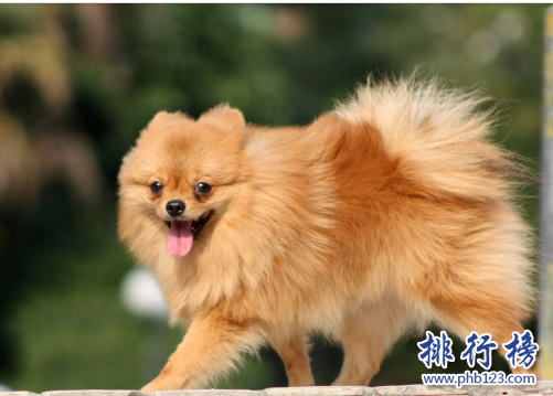 世界十大可爱温顺狗狗排名,聪明温顺适合家养的狗有哪些？