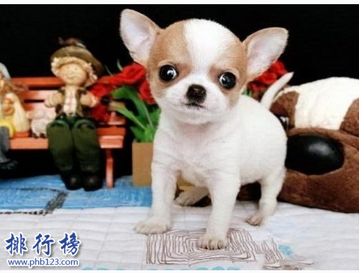 世界十大可爱温顺狗狗排名,聪明温顺适合家养的狗有哪些？