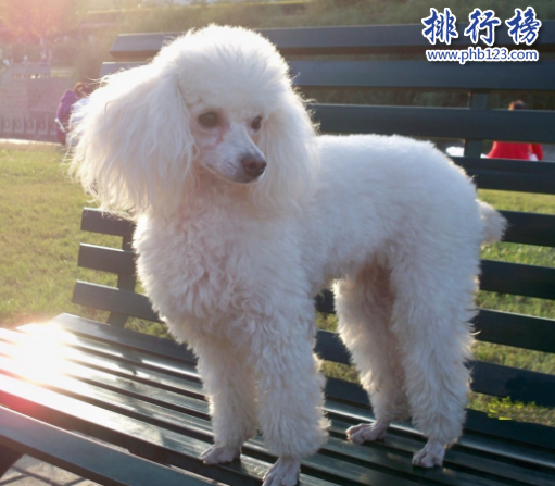 世界十大可爱温顺狗狗排名,聪明温顺适合家养的狗有哪些？