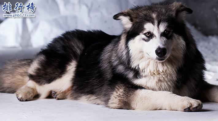 世界十大可爱温顺狗狗排名,聪明温顺适合家养的狗有哪些？
