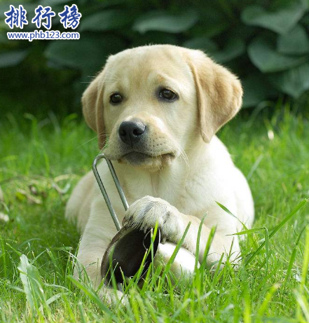 世界十大可爱温顺狗狗排名,聪明温顺适合家养的狗有哪些？