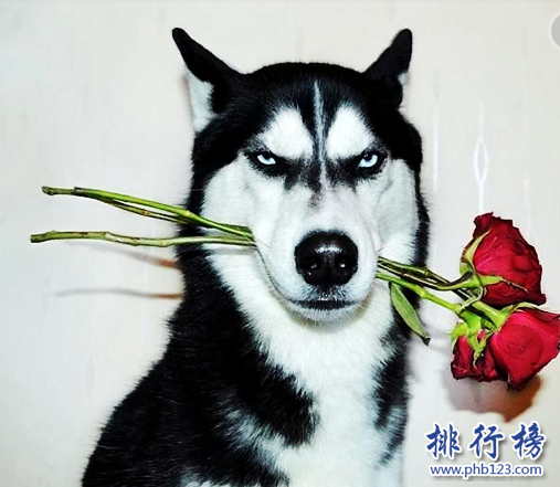 世界十大可爱温顺狗狗排名,聪明温顺适合家养的狗有哪些？