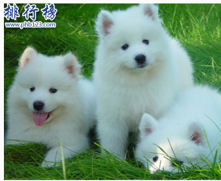 世界十大可爱温顺狗狗排名,聪明温顺适合家养的狗有哪些？