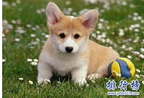 世界十大可爱温顺狗狗排名,聪明温顺适合家养的狗有哪些？