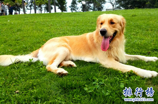 世界十大可爱温顺狗狗排名,聪明温顺适合家养的狗有哪些？