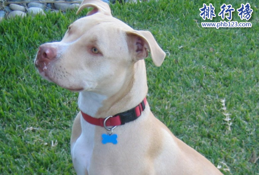 世界100禁养猛犬排行榜