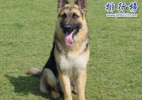 世界100禁养猛犬排行榜