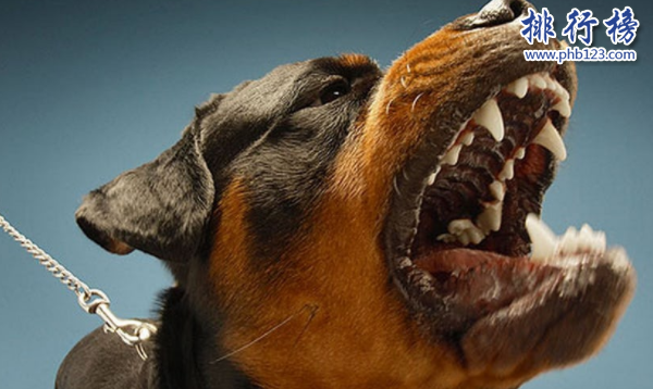 世界100禁养猛犬排行榜