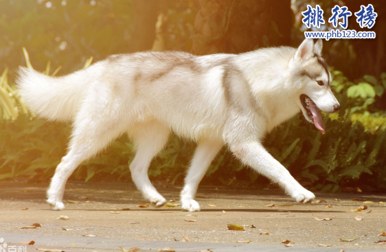 世界100禁养猛犬排行榜