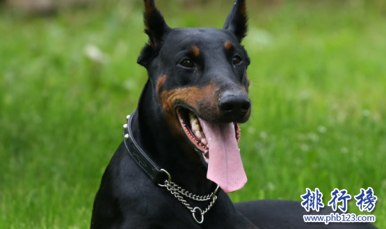 世界100禁养猛犬排行榜