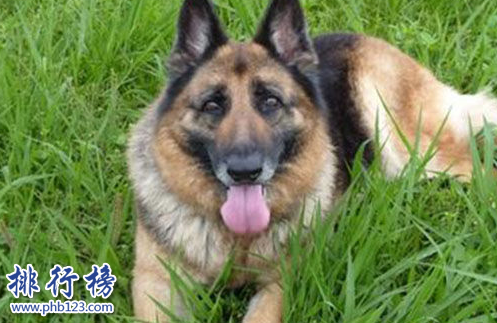 世界100禁养猛犬排行榜