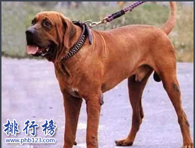 世界凶犬十大排名