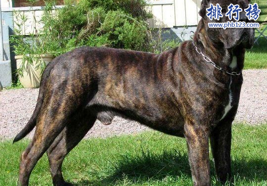 世界凶犬十大排名