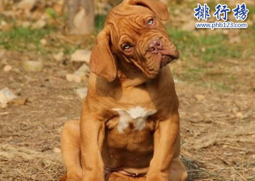 世界凶犬十大排名