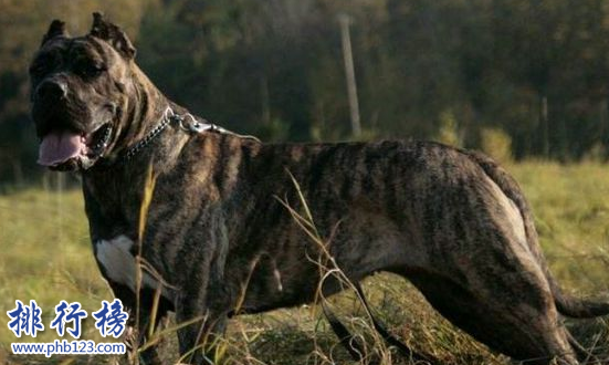 世界凶犬十大排名