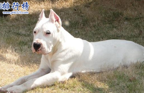 世界凶犬十大排名