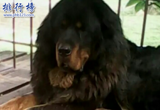 世界凶犬十大排名