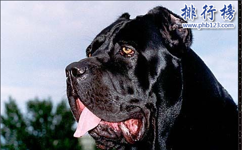 世界凶犬十大排名