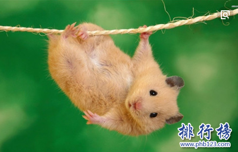 小型宠物便宜又好养排行榜