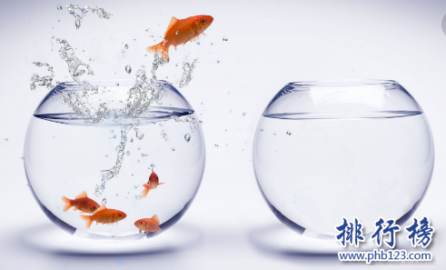 小型宠物便宜又好养排行榜