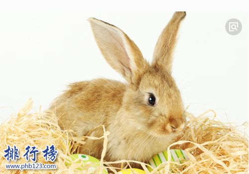 小型宠物便宜又好养排行榜