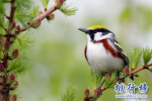 小型宠物便宜又好养排行榜