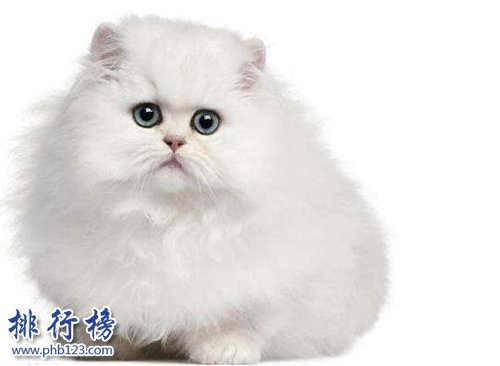 最适合家养的猫排名，英国短毛猫第一