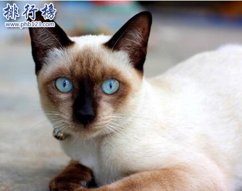 最适合家养的猫排名，英国短毛猫第一