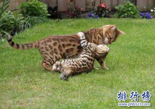 最适合家养的猫排名，英国短毛猫第一