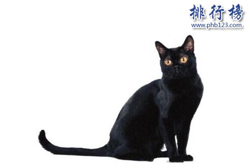 最适合家养的猫排名，英国短毛猫第一