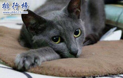 最适合家养的猫排名，英国短毛猫第一