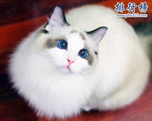 最适合家养的猫排名，英国短毛猫第一