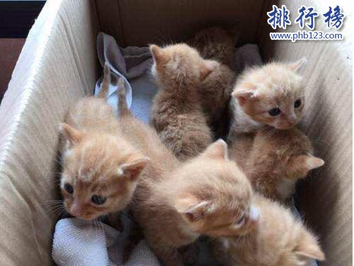 最适合家养的猫排名，英国短毛猫第一