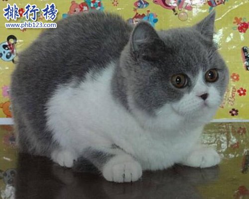最适合家养的猫排名，英国短毛猫第一