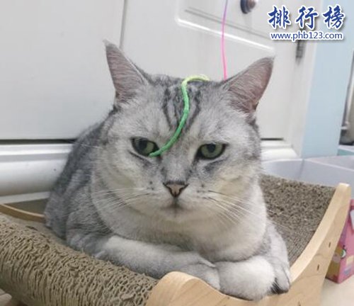 抖音十大网红猫，第一简直成精了