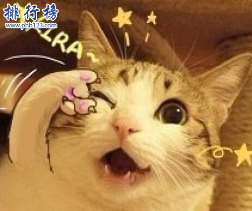 抖音十大网红猫，第一简直成精了