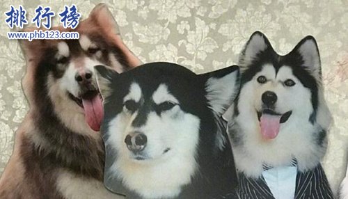 抖音十大宠物博主！第一粉丝过千万