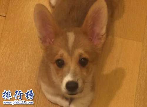 抖音十大宠物博主！第一粉丝过千万