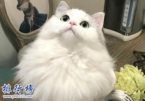 抖音十大宠物博主！第一粉丝过千万