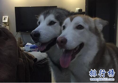 抖音十大宠物博主！第一粉丝过千万