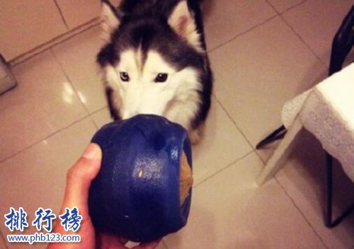 抖音十大宠物博主！第一粉丝过千万