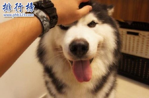 抖音十大宠物博主！第一粉丝过千万