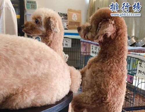 抖音十大宠物博主！第一粉丝过千万